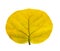 Back side of yellow leaves of the Seagrape plant or known as Seaside grape, isolated and dicut with clipping path on white