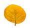 Back side of yellow leaves of the Seagrape plant or known as Seaside grape, isolated and die cut with clipping path on white