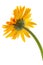 Back single gerbera flower yellow isolated