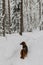 Back of small longhaired dachshund standing on snowy path in winter beautiful forest, fluffy pet outdoor