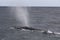 Back of a Southern Right Whale swimming near Hermanus, Western Cape. South Africa.