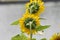 Back sunflowers