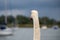 Back of a swans head looking at boats on The River Crouch