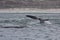 Back and tail of Southern Right Whales swimming near Hermanus, Western Cape. South Africa.