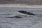 Back and tail of Southern Right Whales swimming near Hermanus, Western Cape. South Africa.