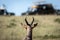 Back of topi antelope`s head looking at safari vehicles gathered in background in Masai Mara in Kenya