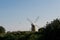 Back of a traditional windmill wind pump amidst trees and bushes