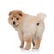 Back view of adorable chow chow standing