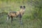 Back view of an adult wild dog looking alert in Khwai River in Okavango Delta in Botswana