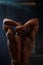 Back view of african american male body builder posing on a black studio background. Beauty and perfection of human body
