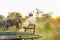 Back view of an African American male watching elephants on a safari