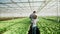 Back view of agronomy engineers walking in a greenhouse