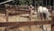 Back view of Andalusian horses and black Hanoverian horse slowly walking in a horse walker.