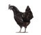 Back view of a Ayam Cemani hen looking back, isolated