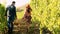 Back view of beautiful caucasian couple walking in vineyard