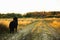 Back view at a bernese mountain dog in the yellow field and blue sky