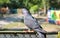 Back view of black feral pigeon