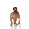 Back view of brown english bulldog looking up while standing