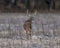 Back view of a brown-furred Columbian white-tailed deer standing in a field in winter