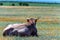 Back view bull rests in field