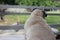 Back view, close-up, brown hair, chubby pug sitting at the table