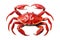 Back view of cooked crab on cutout PNG transparent background. Generative AI