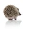 Back view of cute african hedgehog walking