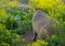 Back view of cute capybara sitting on the field