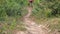 Back view. cyclist riding at footpath in forest, wearing red cycling jersey.