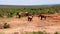 Back view of elephants herd leaving waterhole. Group of adult animals and their offspring. Safari park, South Africa