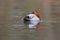 Back view eurasian male pochard duck aythya ferina swimming