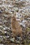 Back view european brown hare jackrabbit lepus europaeus in wi