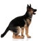 Back view of excited german shepard looking up to side