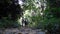 Back view of a family walking in the forest during morning time.