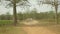 Back view of a farmer driving an empty oxcart on dusty rural path through tobacco fields 