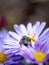 Back view of fly sucking a New England Aster flower