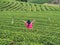 Back view of freedom tourist woman raises her arms at tea farm