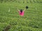 Back view of freedom tourist woman raises her arms at tea farm