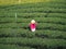 Back view of freedom tourist woman standing at green tea farm