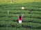 Back view of freedom tourist woman throws hat and raises her arms at green tea farm