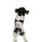 Back view of furry shih tzu standing on back paws