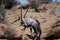 Back view of a Gemsbok animal with long horns in the African savannah