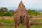 Back view of a giraffe with savannah background