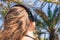 Back view on the girl in the headphones listening music  walks in the palm forest. Seychelles islands.