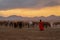 Back view of girl in red dress among many horses in sunset