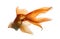 Back view of a Goldfish in water, islolated on white