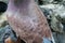 Back view of grey pigeon