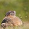 Back view groundhog marmot marmota monax in grassland, sunshine