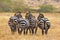 Back view of a group of zebras in the field in Africa