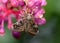 Back view of gypsy moth hanging on Medinella magnifica flower